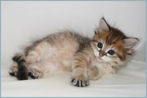 Male Siberian Kitten from Deedlebug Siberians